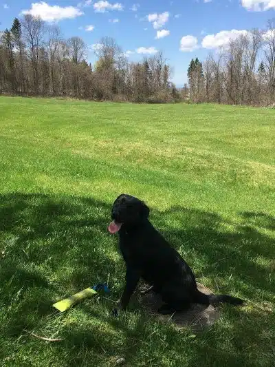 Beagle Bog - Stormville, NY