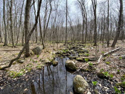 Bundy Brook x Whetten Woods Yellow Loop Trail - Storrs, CT
