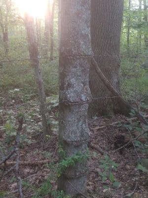 Dunhamtown Forest and Dunham Woods Preserve