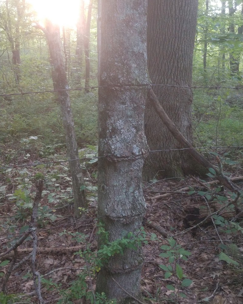 Dunhamtown Forest and Dunham Woods Preserve - Storrs, CT