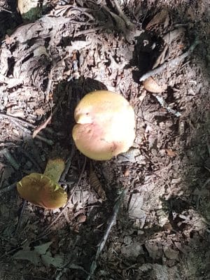 Dunhamtown Forest and Dunham Woods Preserve