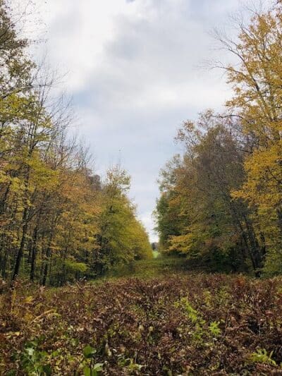 Fifty-Foot Cliff Preserve Trailhead - Storrs, CT