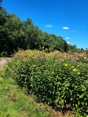 Merrow Meadow Park
