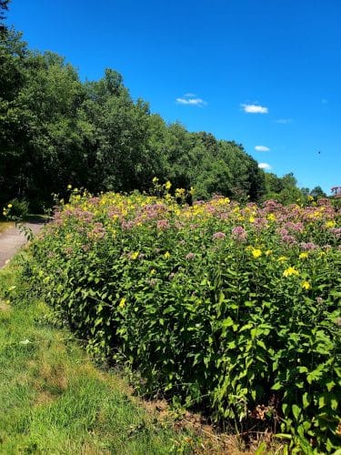 Merrow Meadow Park