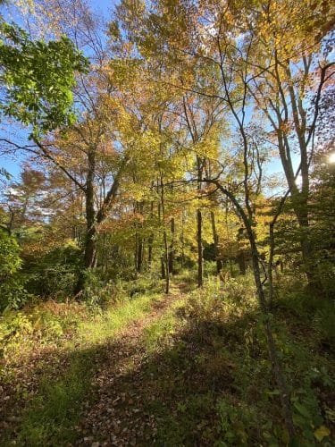 Merrow Meadow Park