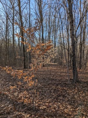 Schoolhouse Brook Park