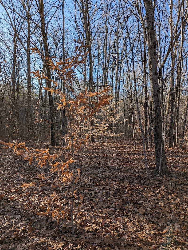 Schoolhouse Brook Park - Storrs, CT