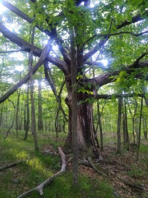 Schoolhouse Brook Park