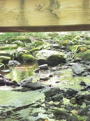 Whetten Woods Trail x Dog Lane - Storrs, CT