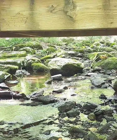Whetten Woods Trail x Dog Lane