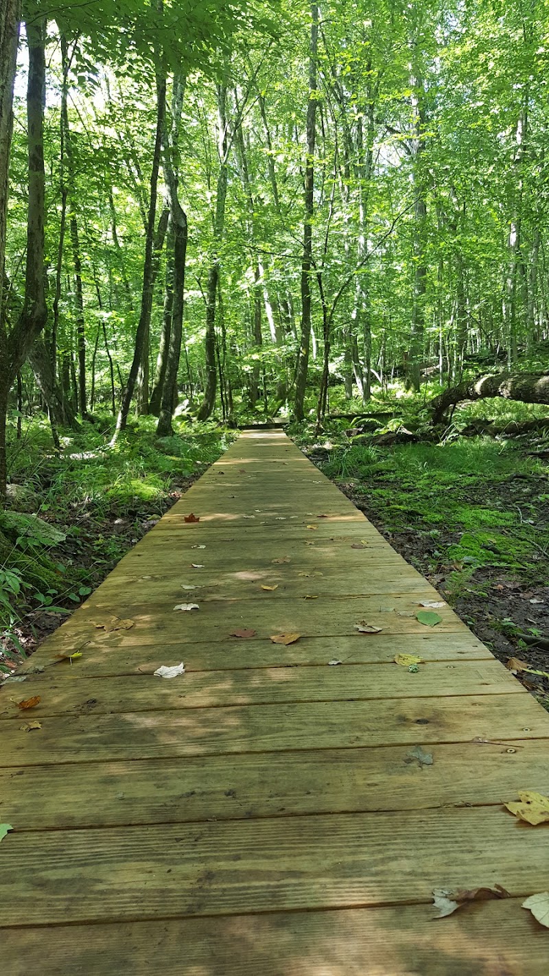 Whetten Woods Trail x Dog Lane - Storrs, CT