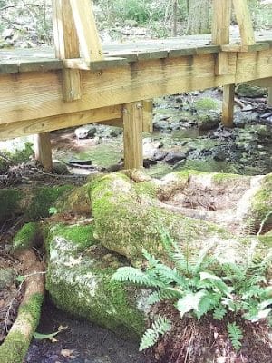 Whetten Woods Trail x Dog Lane - Storrs, CT
