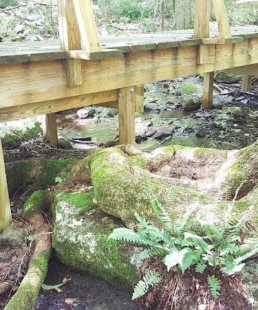 Whetten Woods Trail x Dog Lane
