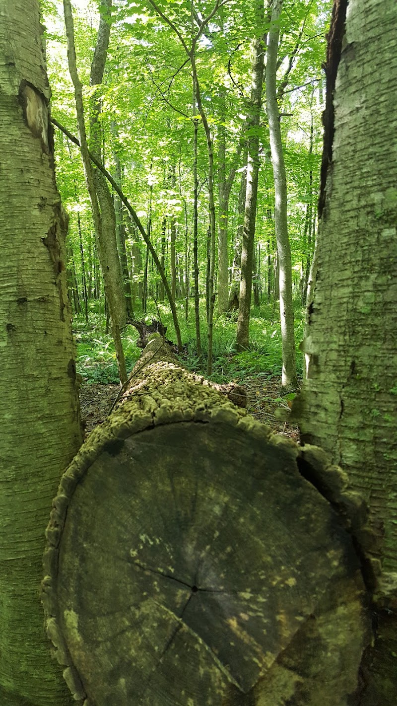 Whetten Woods Trail x Dog Lane - Storrs, CT