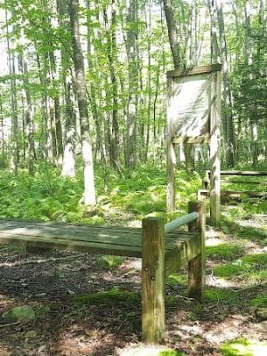Whetten Woods Trail x Dog Lane - Storrs, CT