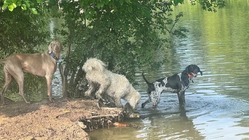 Viking dog park / dog beach - Stoughton, WI