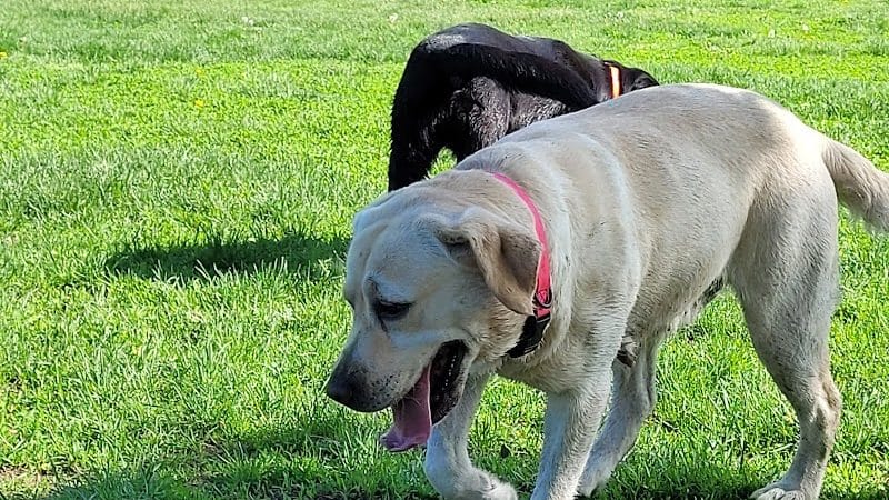 Viking dog park / dog beach - Stoughton, WI