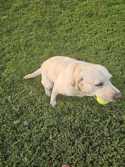 Viking dog park / dog beach - Stoughton, WI