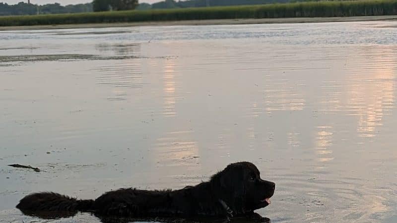 Viking dog park / dog beach - Stoughton, WI