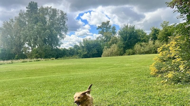 Viking dog park / dog beach - Stoughton, WI