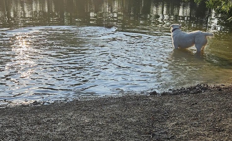 Viking dog park / dog beach - Stoughton, WI