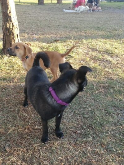 Poppleton Creek Dog Park - Stuart, FL