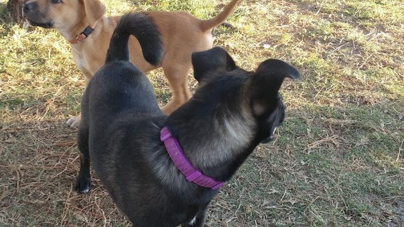 Poppleton Creek Dog Park - Stuart, FL