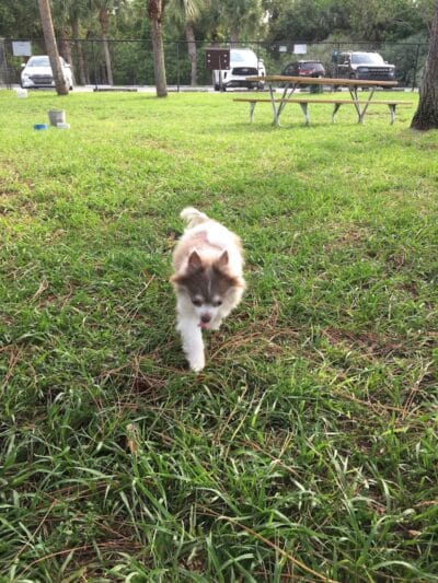 Poppleton Creek Dog Park - Stuart, FL