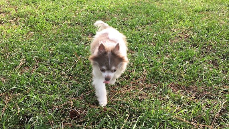 Poppleton Creek Dog Park - Stuart, FL