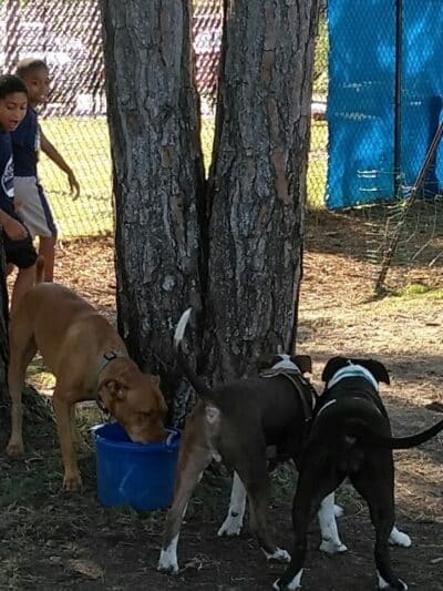 Poppleton Creek Dog Park - Stuart, FL