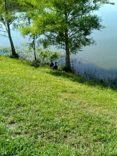 Poppleton Creek Dog Park - Stuart, FL