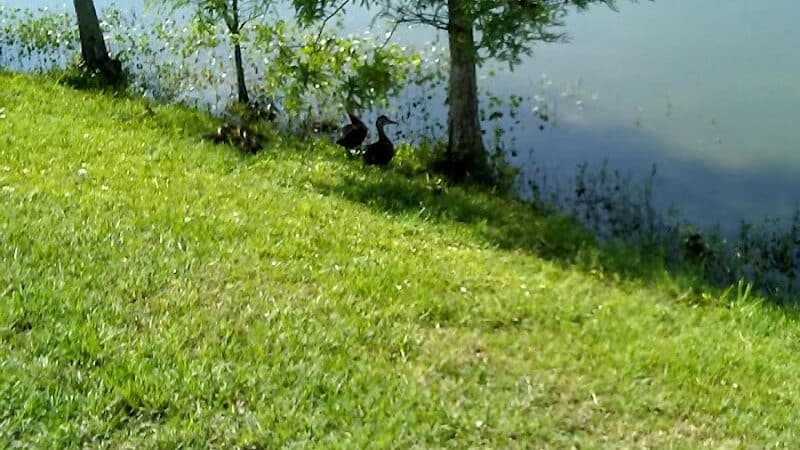 Poppleton Creek Dog Park - Stuart, FL