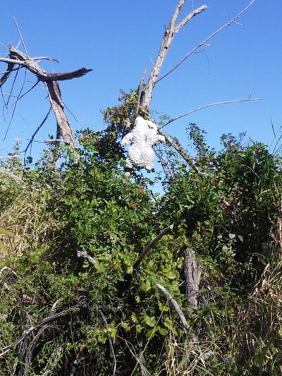 Poppleton Creek Dog Park - Stuart, FL