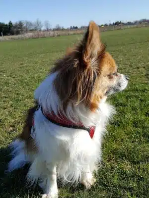 Stuart Sports Complex Dog Park