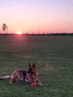 Stuart Sports Complex Dog Park