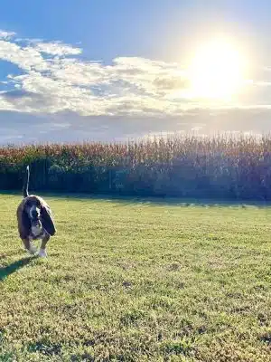 Stuart Sports Complex Dog Park
