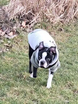 Stuart Sports Complex Dog Park
