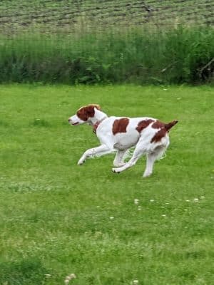 Woof Run Dog Park
