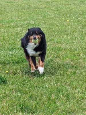 Woof Run Dog Park