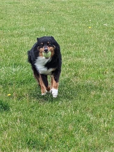 Woof Run Dog Park