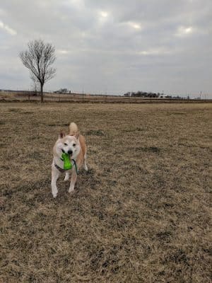 Woof Run Dog Park