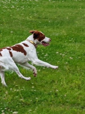 Woof Run Dog Park