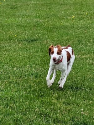 Woof Run Dog Park