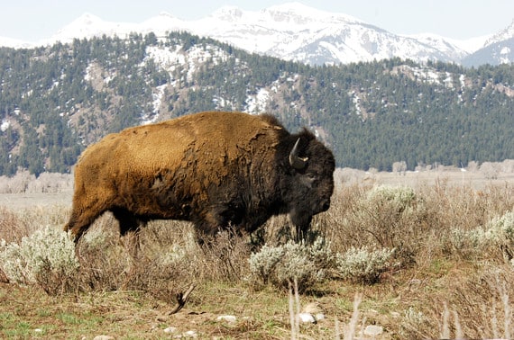 Bison Pasture Viewpoint - Sulphur, OK