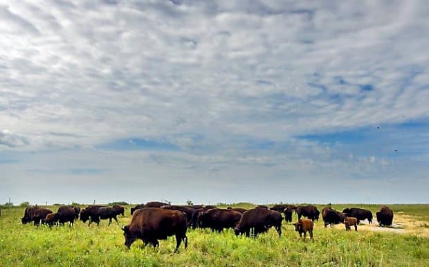 Bison Pasture Viewpoint - Sulphur, OK