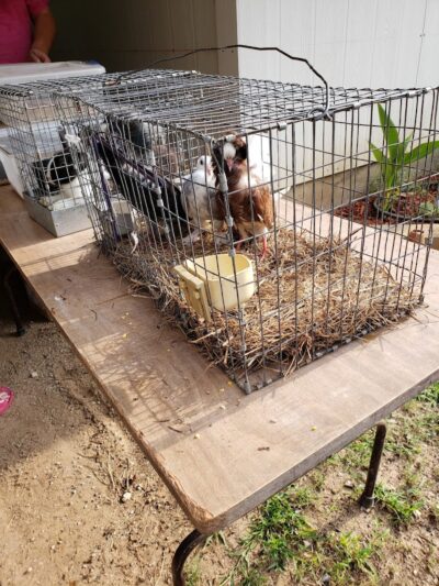 Dog Trade - Sulphur, OK