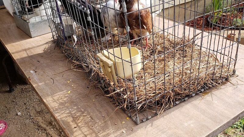 Dog Trade - Sulphur, OK