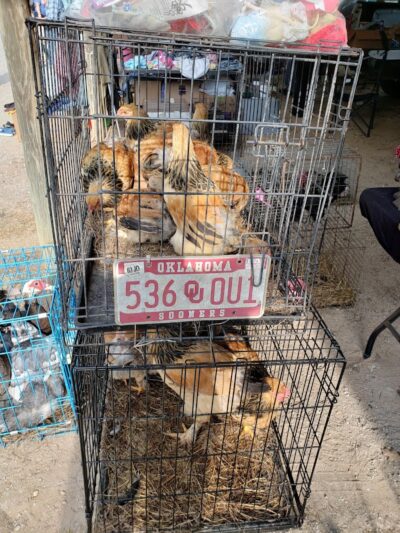Dog Trade - Sulphur, OK
