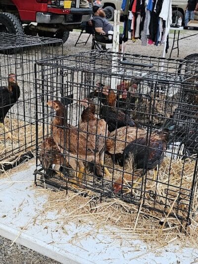 Dog Trade - Sulphur, OK