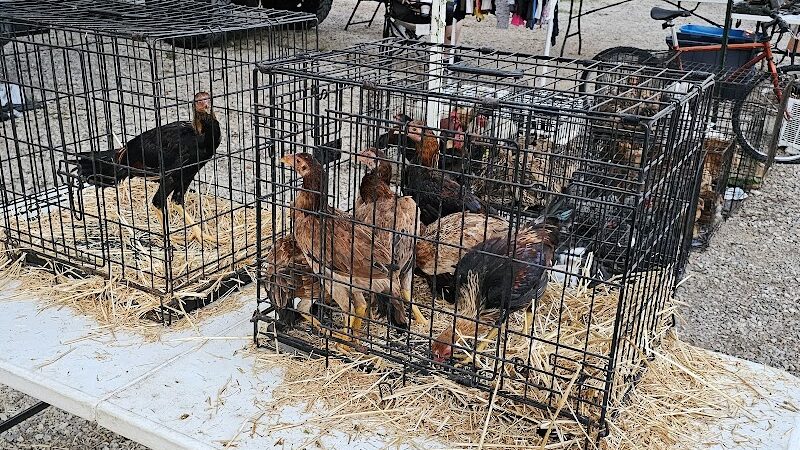 Dog Trade - Sulphur, OK